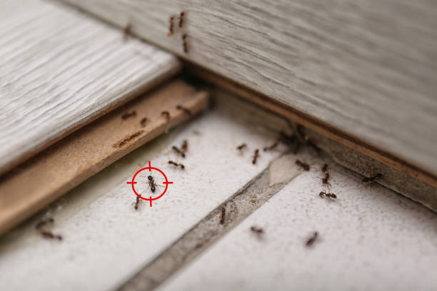 Best Affordable Pest Control Services  in Cusseta, GA