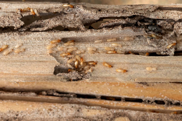 Best Cockroach Control Services  in Cusseta, GA