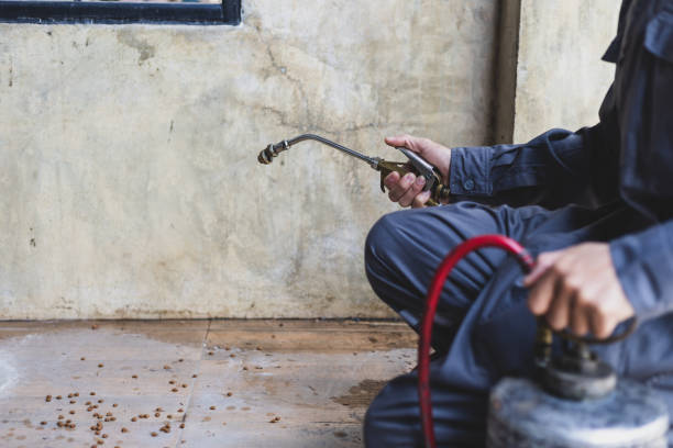 Best Flea Control Services  in Cusseta, GA